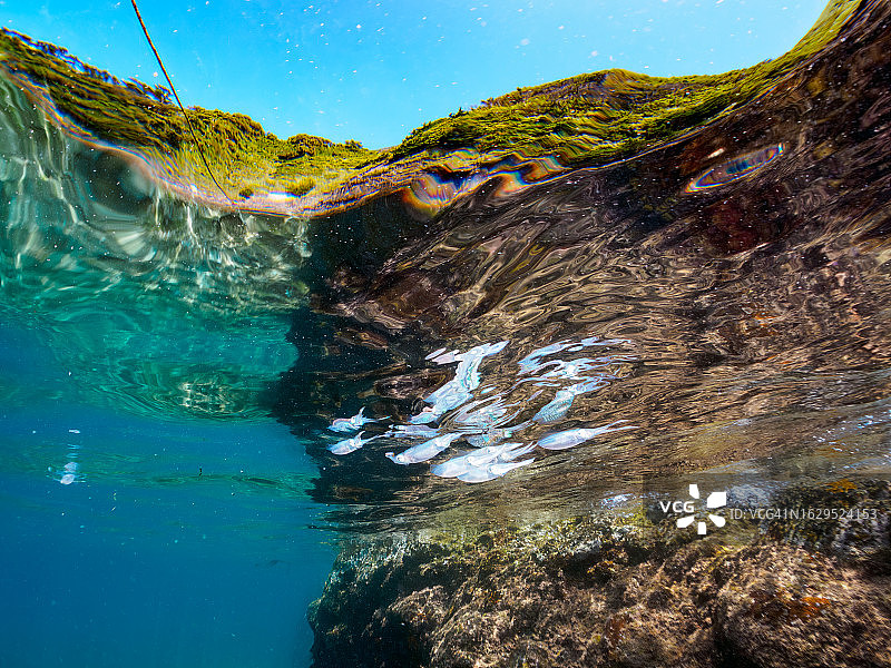 美丽的大鳍礁乌贼幼鱼群

在水下摄影。
日本静冈县，南伊豆，加茂郡，伊豆半岛，中城，HIRIZO海滩，
摄于2023年8月19日。图片素材