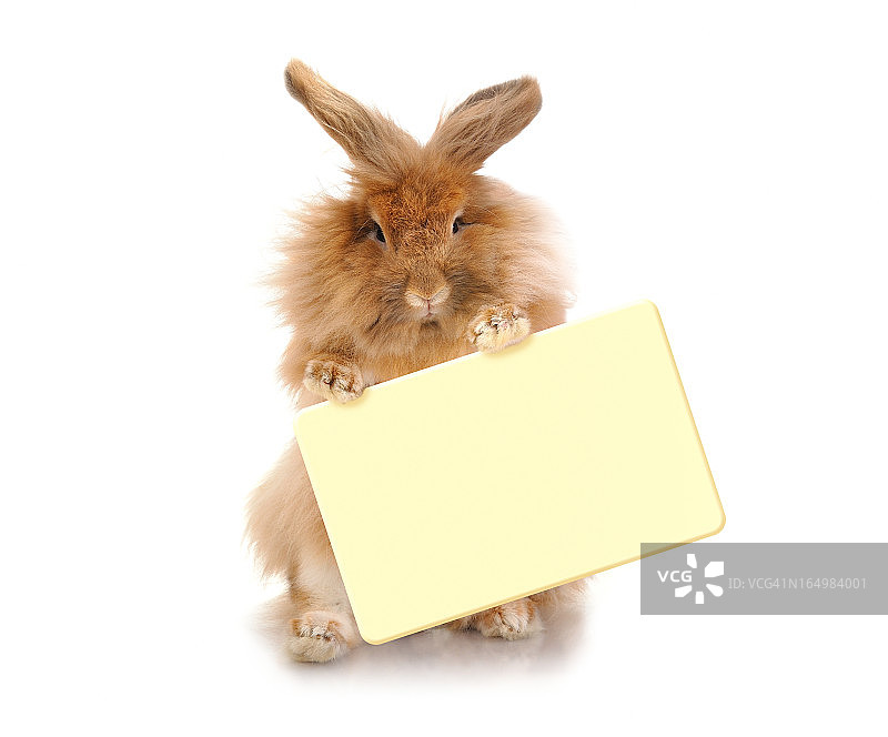 兔子拿着盘子图片素材
