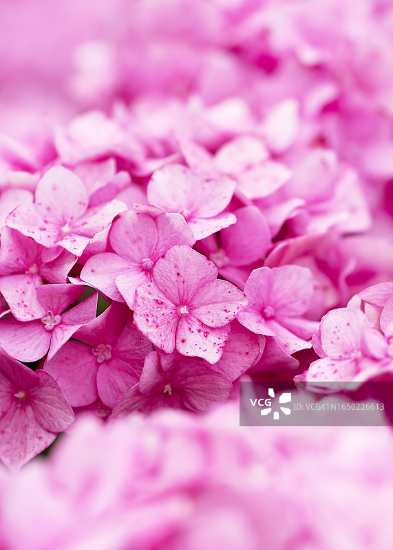 令人惊叹的粉彩蔷薇花绣球在夏季别墅花园。图片素材