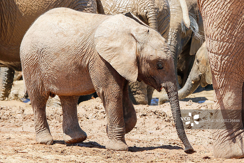 纳米比亚埃索萨国家公园里的大象图片素材