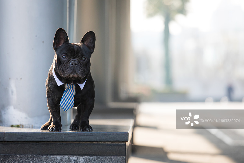 一只可爱的黑色法国斗牛犬在白天的肖像图片素材