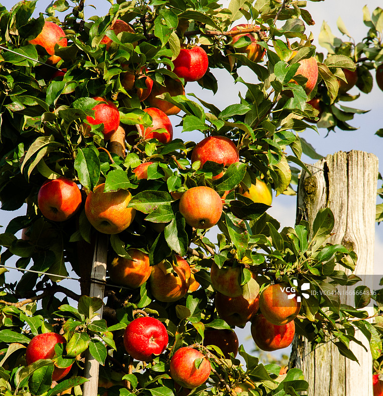 苹果树上的一串苹果图片素材