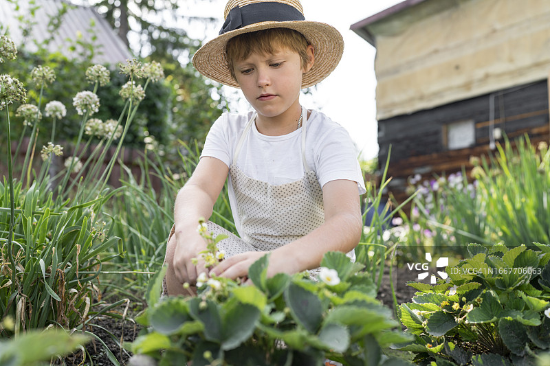 戴着帽子的男孩在花园里摘草莓图片素材