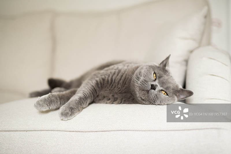在英国苏格兰爱丁堡的一所房子里，一只昏昏欲睡的英国短毛猫躺在白色沙发上，疲惫的眼睛向上看图片素材