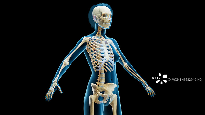 骨骼系统，图解图片素材