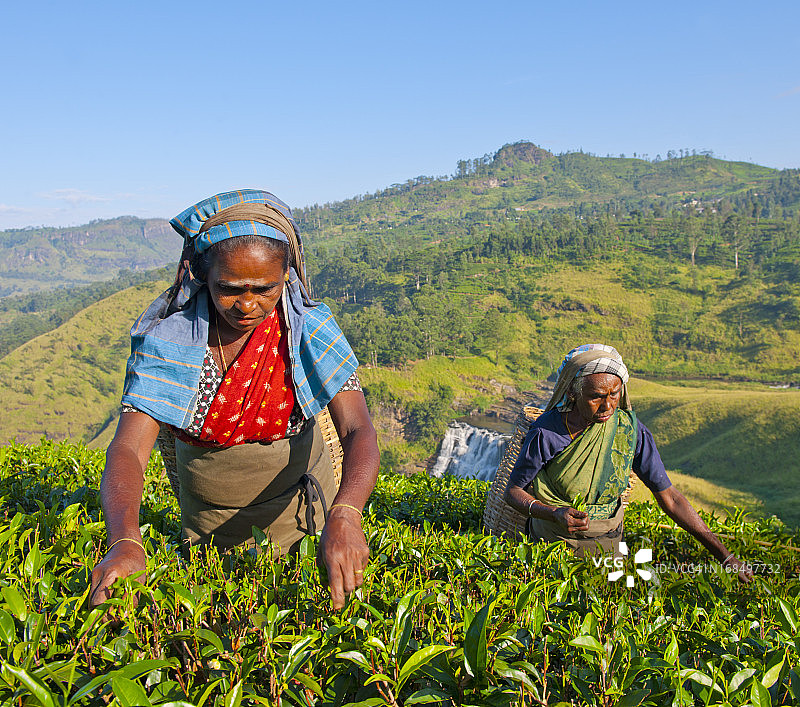 斯里兰卡采茶工人工作图片素材