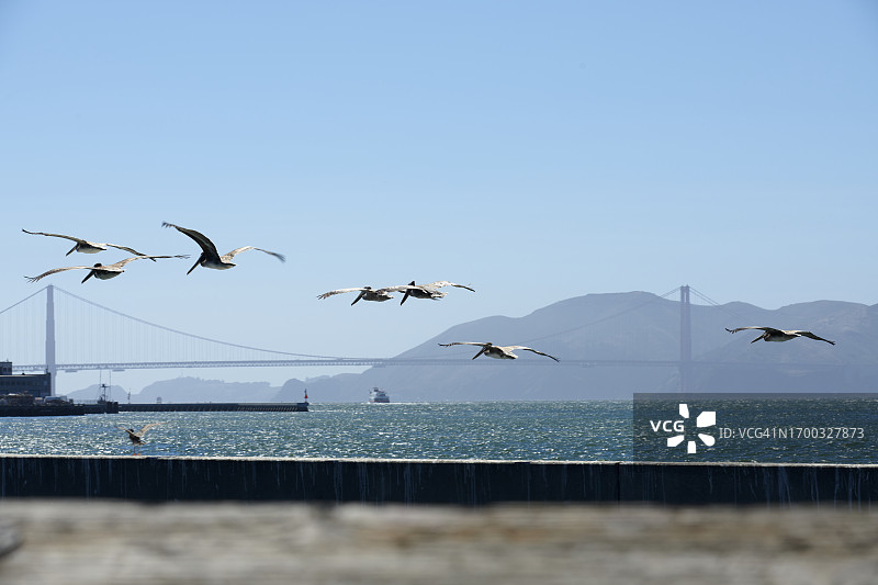 美国加州旧金山金门大桥上的鹈鹕队图片素材