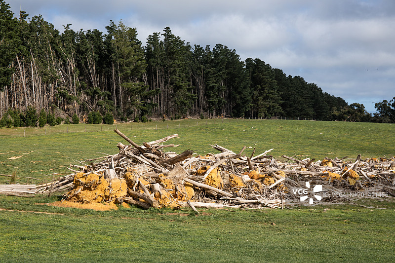 一堆木材和树根。林业。南澳大利亚。图片素材