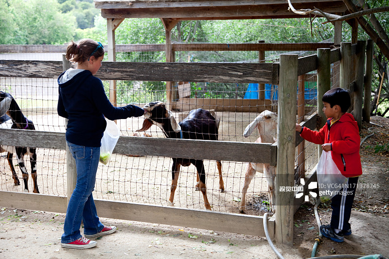 孩子们在农村宠物动物园喂山羊图片素材