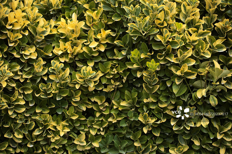 黄绿色叶。自然背景。图片素材