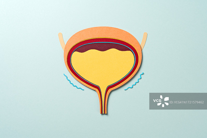 人体膀胱与尿液产生排尿的解剖，造纸工艺图片素材