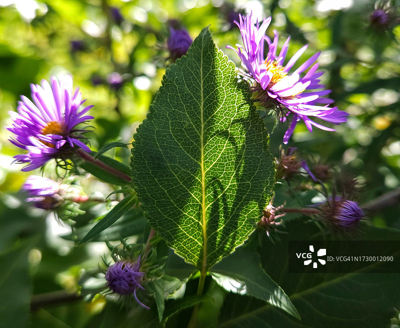 紫色开花植物特写，都柏林，俄亥俄州，美国图片素材