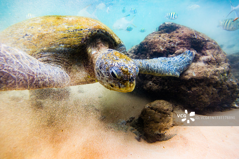绿海龟在斯里兰卡Hikkaduwa的海洋中游泳。图片素材