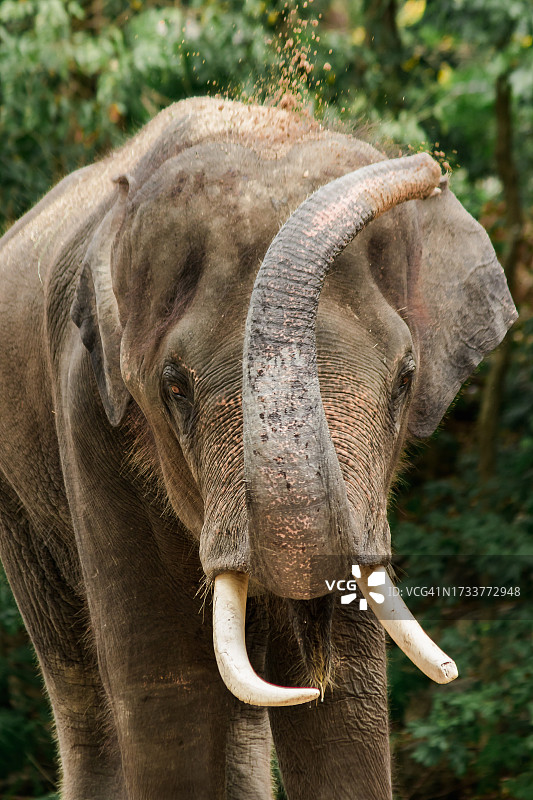 印度亚洲象特写图片素材