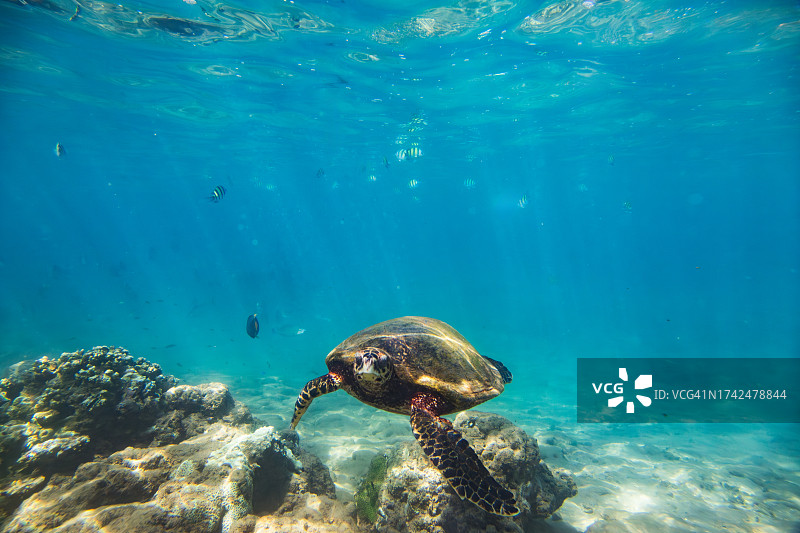 海龟在Hikkaduwa珊瑚礁附近的海洋中游泳。图片素材