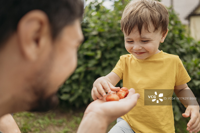 微笑的儿子在花园里从父亲手里接过草莓图片素材
