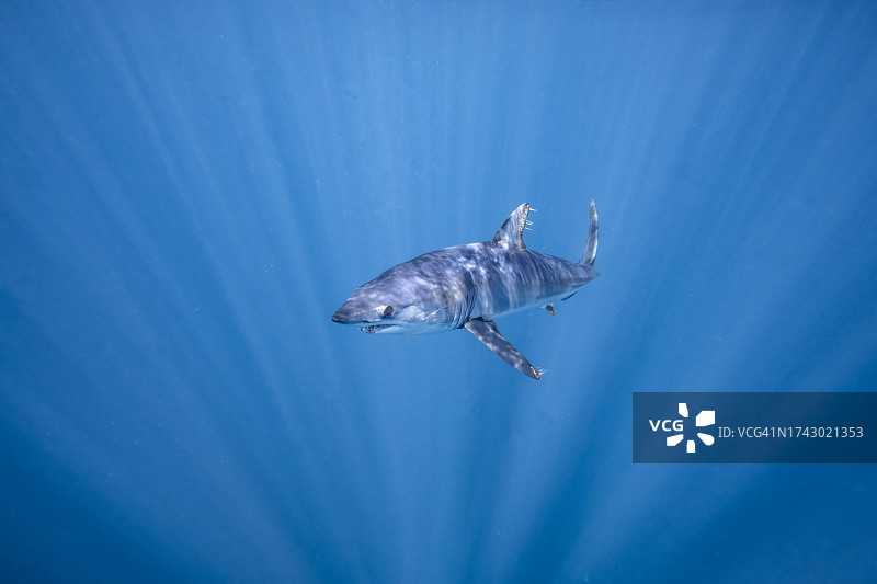 墨西哥，下加利福尼亚，水下短鳍灰鲭鲨(Isurus oxyrinchus)图片素材