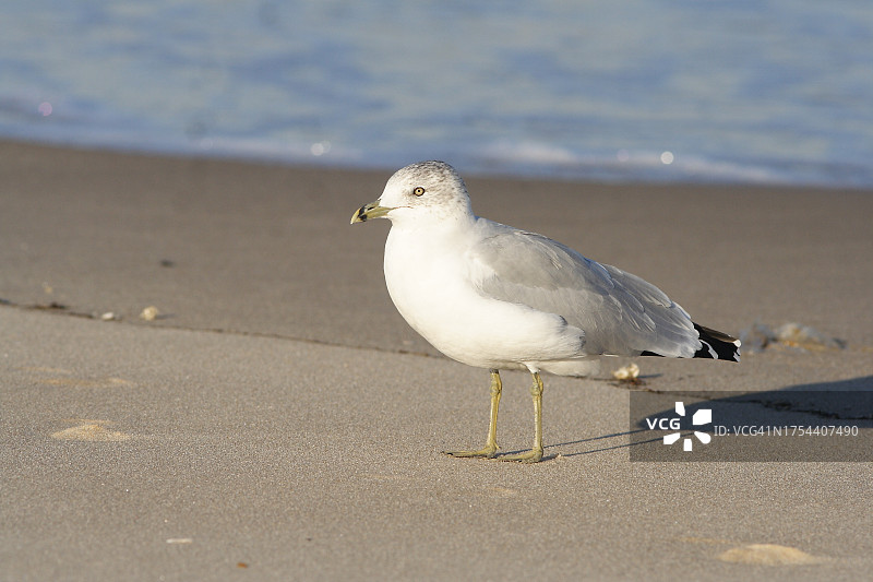 美国特拉华州刘易斯海滩上栖息的海鸥特写图片素材