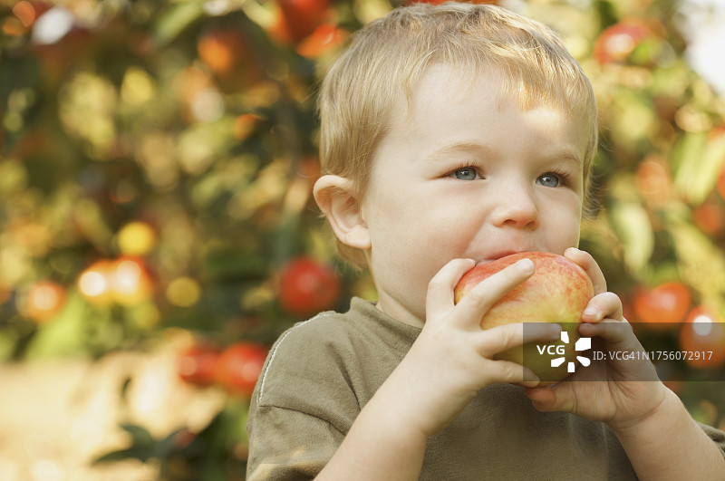 一个小男孩站在苹果园里咬苹果的特写图片素材