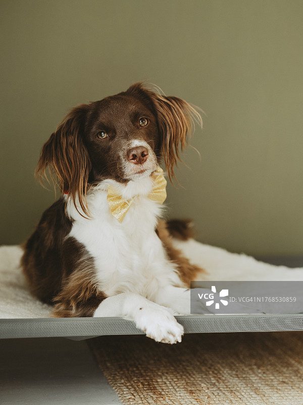 可爱的狗在金色的领结可爱的棕色链轮图片素材