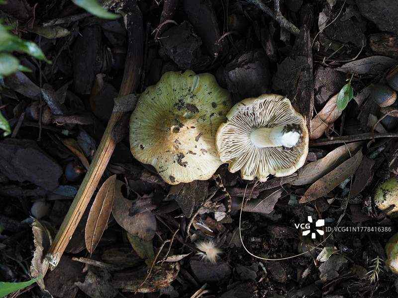 重叠的蘑菇图片素材