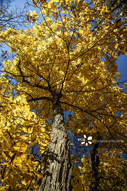 低角度的树木对着天空，埃文斯维尔，威斯康星州，美国，美国图片素材