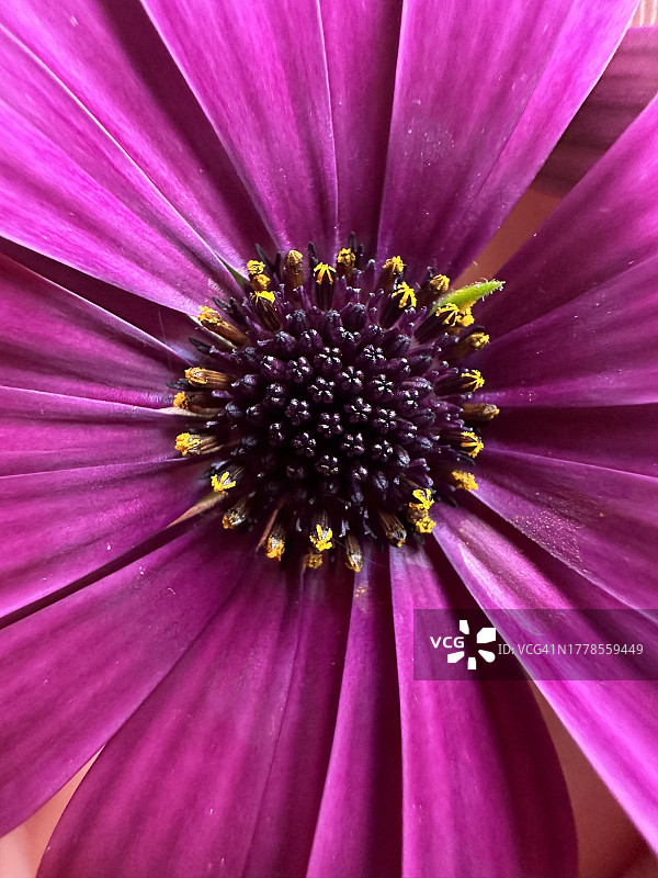 全画幅拍摄的紫色花朵，宾夕法尼亚州，美国，美国图片素材