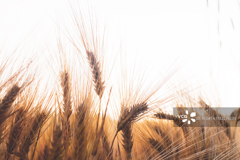 麦田里的小麦在天空的衬托下生长的特写图片素材