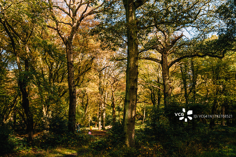 秋天树林里的阳光图片素材