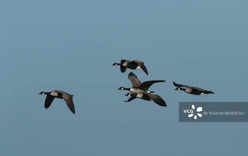 一群加拿大大雁(Branta canadensis)在蓝天上飞翔。图片素材