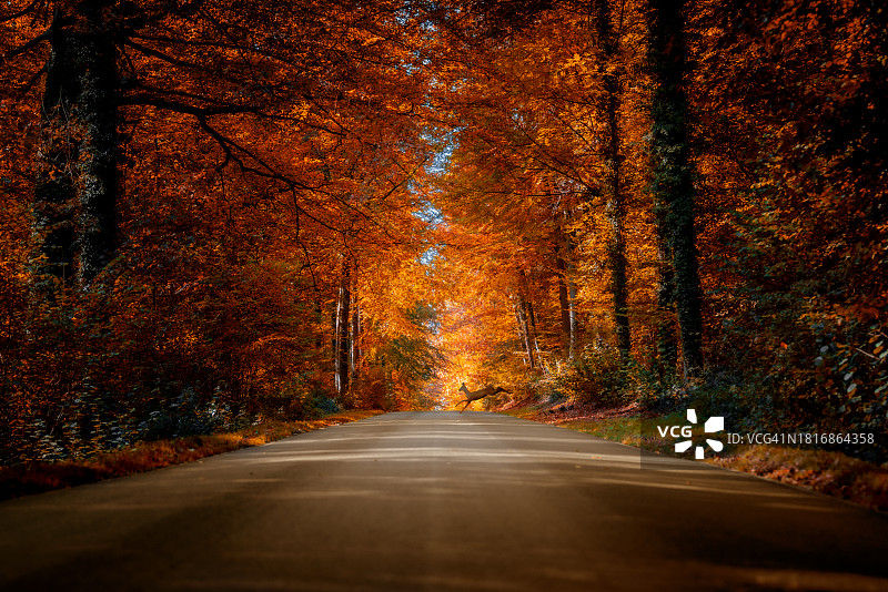 秋天，林中空旷的道路图片素材