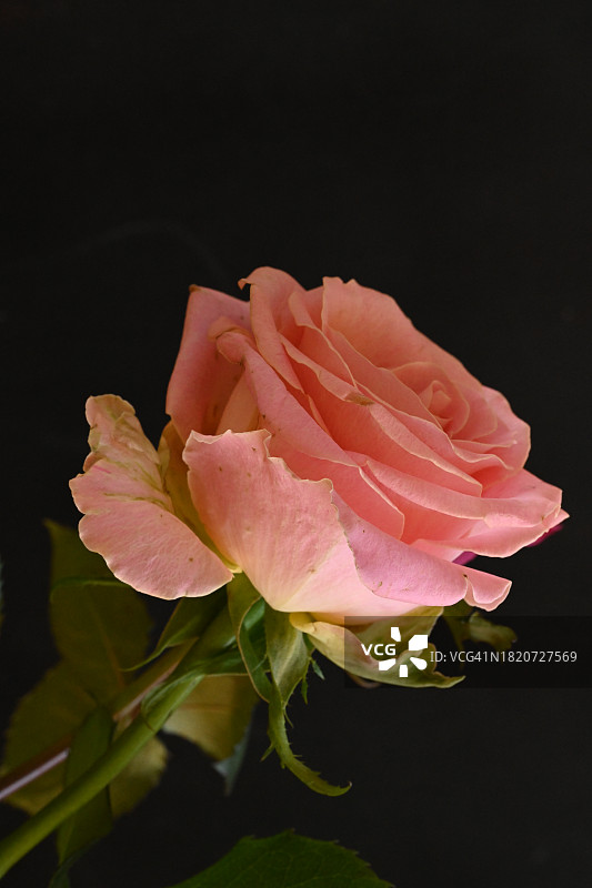 黑色背景下的粉色玫瑰特写图片素材
