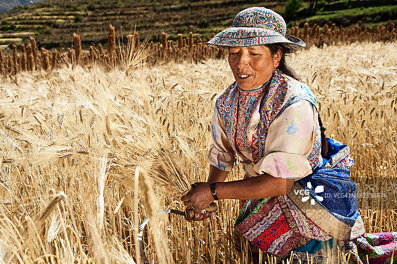 身着民族服装的秘鲁妇女在科尔卡峡谷收割黑麦图片素材
