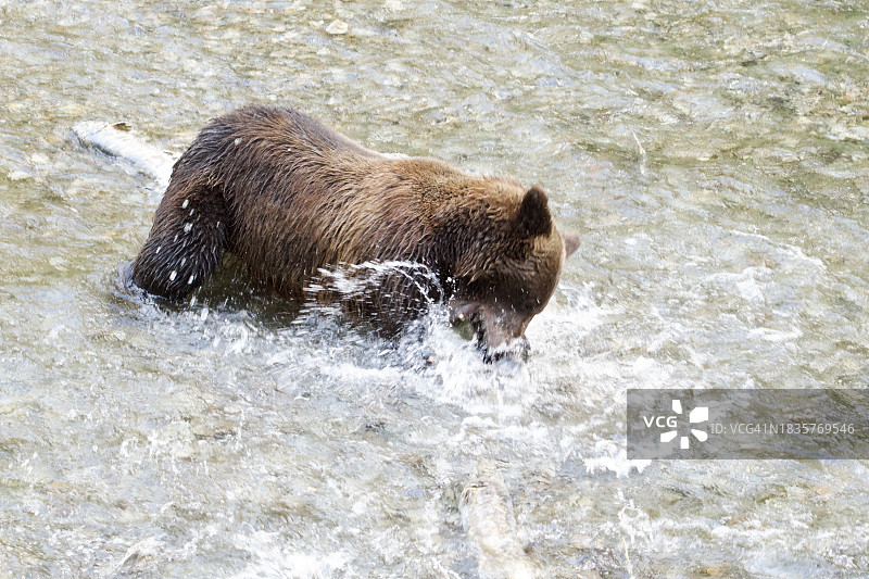 海中棕色灰熊的高视角，阿拉斯加，美国图片素材