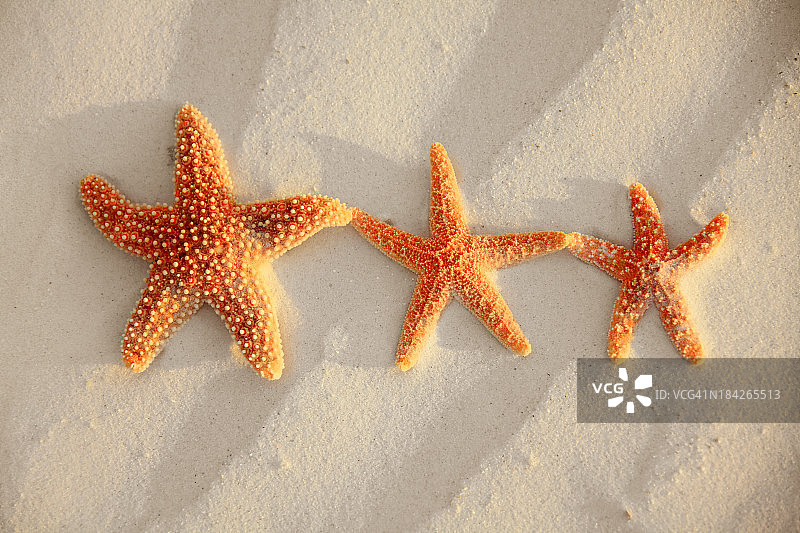 三只海星躺在沙滩上图片素材