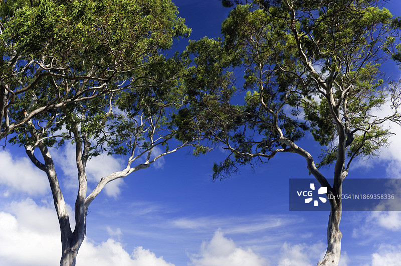 桉树(桉树)，树，桉树，植物群，在东海岸，昆士兰，澳大利亚，大洋洲图片素材
