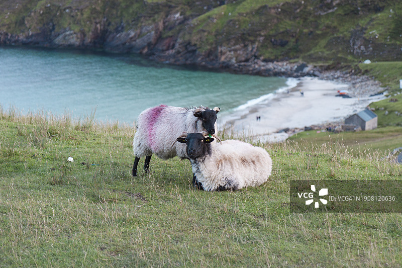 一对羊在山上休息，俯瞰着基姆湾-大西洋图片素材