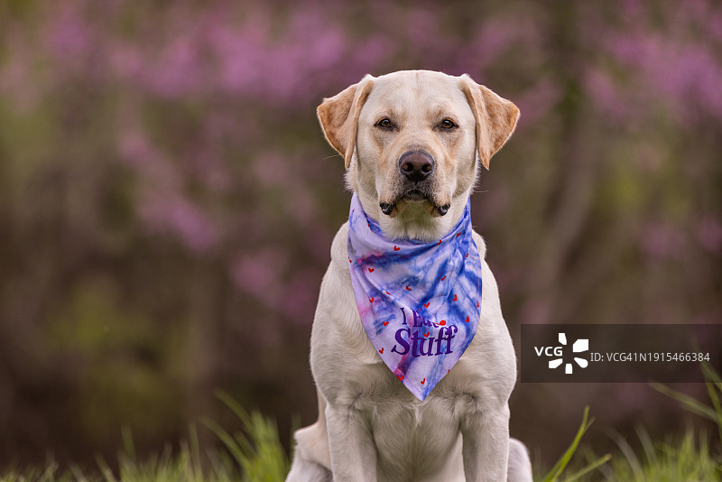 黄色拉布拉多猎犬戴着春天的大手帕图片素材