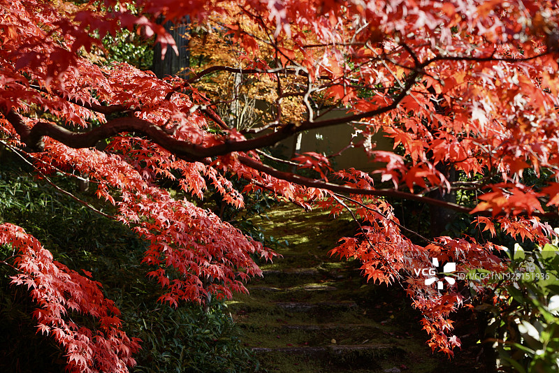 红色开花树的低角度视图图片素材