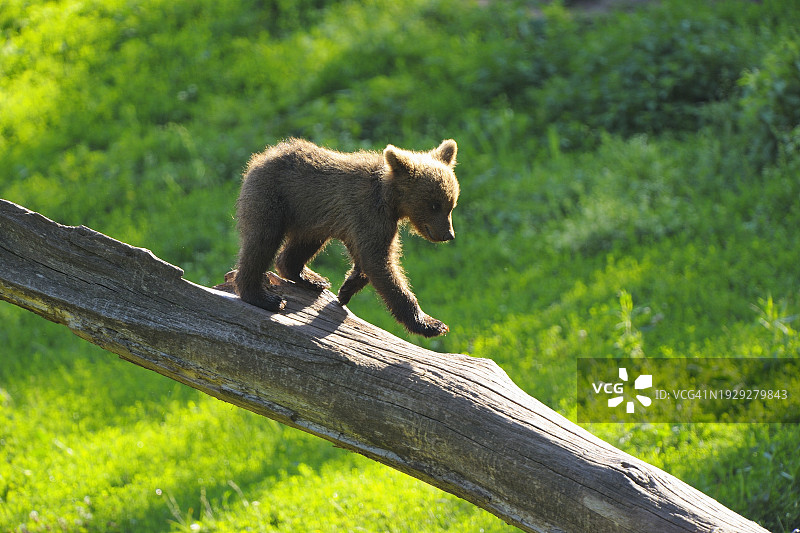棕熊，大熊，爬树图片素材