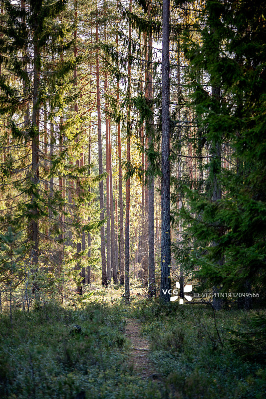 森林里的早晨。松树、冷杉和树木之间的小路。阳光明媚的秋日，空旷的小路图片素材