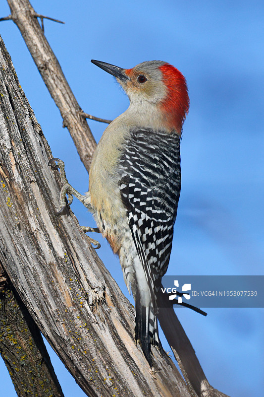 美国内布拉斯加州布莱尔，啄木鸟栖息在树上的低角度照片图片素材