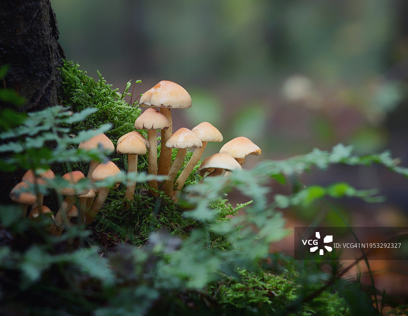 蘑菇生长在树干上的特写图片素材
