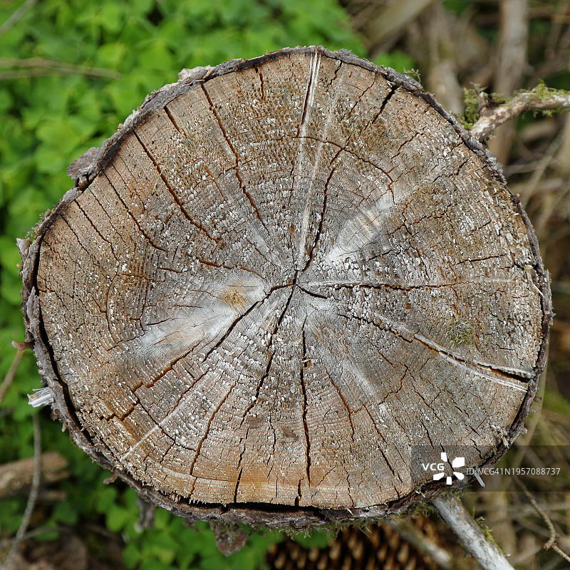 横切面，剖面图，一棵被砍伐的云杉(Picea abies)，带有年轮和干燥裂缝，末端纹理，威尔斯多夫，北莱茵-威斯特伐利亚，德国，欧洲图片素材