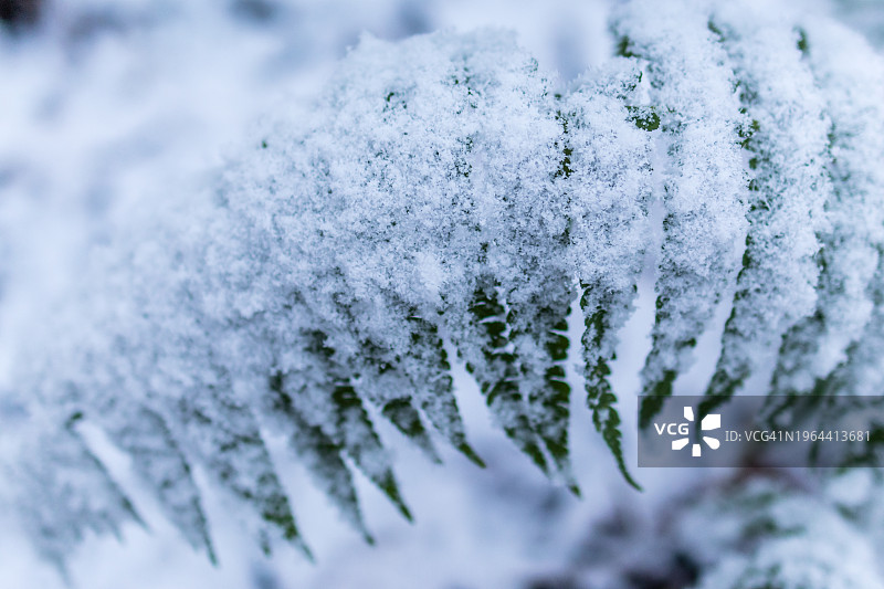 蕨类植物被雪包裹的特写图片素材