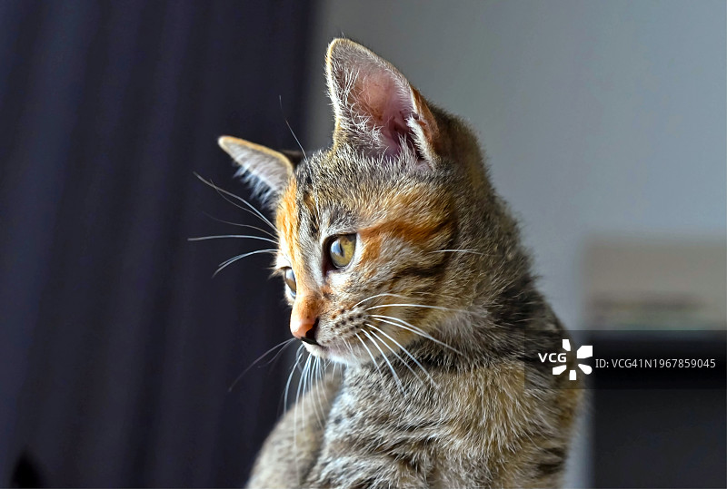 一只可爱的虎斑猫的侧视图图片素材