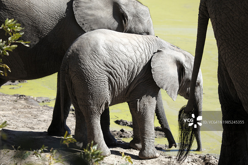 三头大象站在水坑边的特写，克鲁格国家公园，南非图片素材