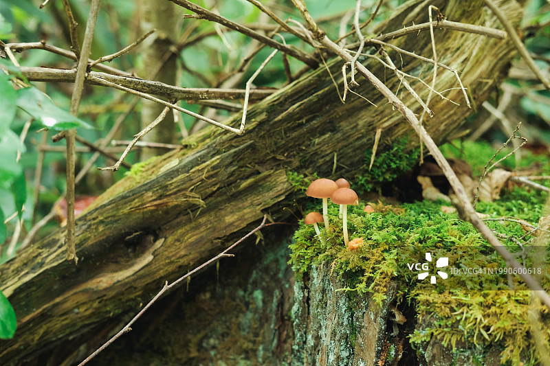 美国马里兰州树干上生长的蘑菇特写图片素材