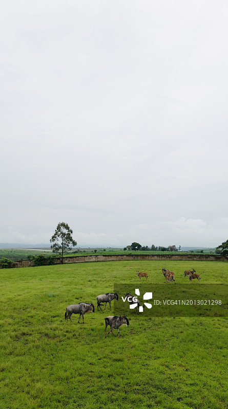 坦桑尼亚姆贝亚，天空映衬下的田野美景图片素材