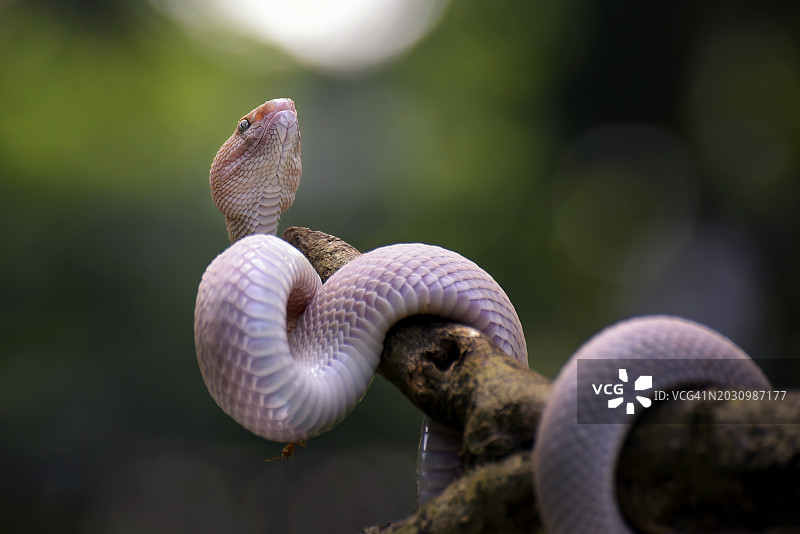 印度尼西亚，毒蛇在树枝上的特写图片素材